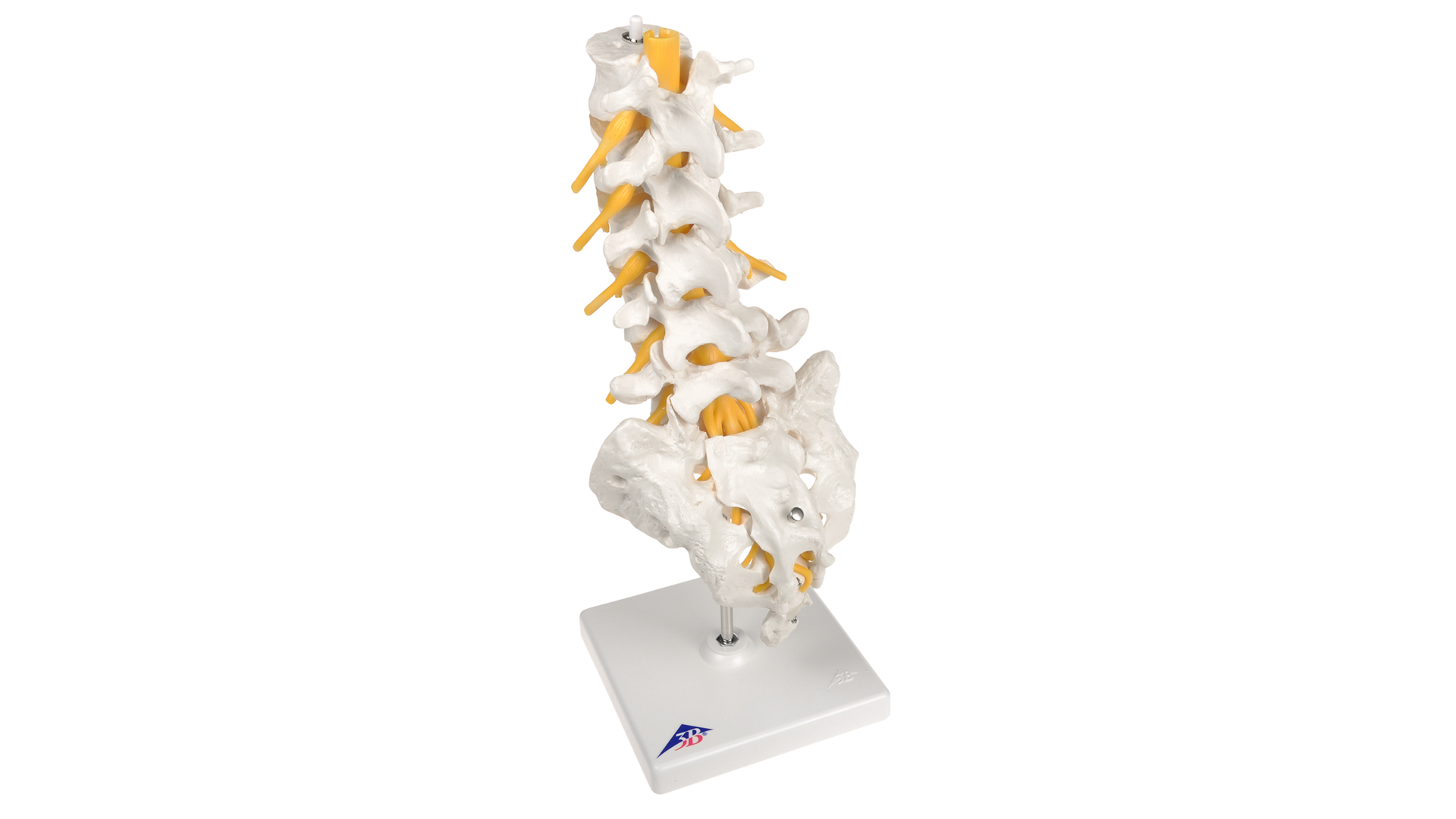 Spine Models